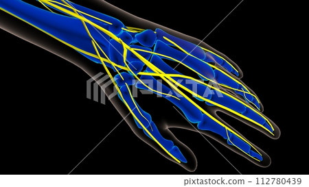 Human nervous system anatomy for medical concept 3D rendering 112780439