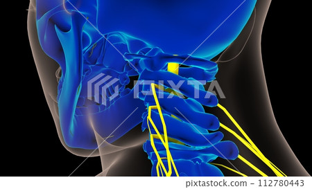 Human nervous system anatomy for medical concept 3D rendering Human nervous system anatomy for medical concept 3D rendering 112780443
