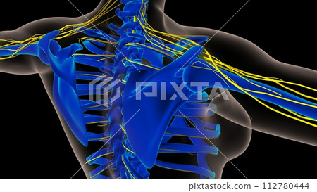 Human nervous system anatomy for medical concept 3D rendering Human nervous system anatomy for medical concept 3D rendering 112780444