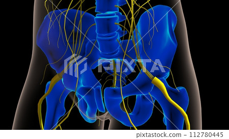 Human nervous system anatomy for medical concept 3D rendering 112780445