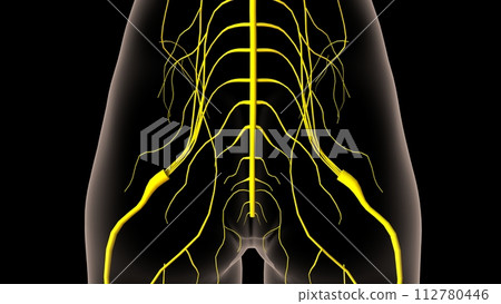 Human nervous system anatomy for medical concept 3D rendering Human nervous system anatomy for medical concept 3D rendering 112780446