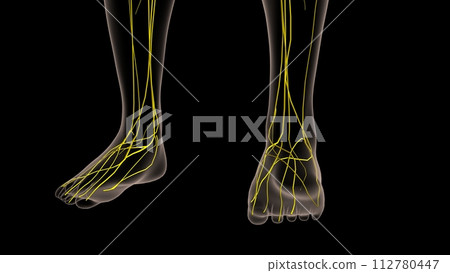 Human nervous system anatomy for medical concept 3D rendering 112780447