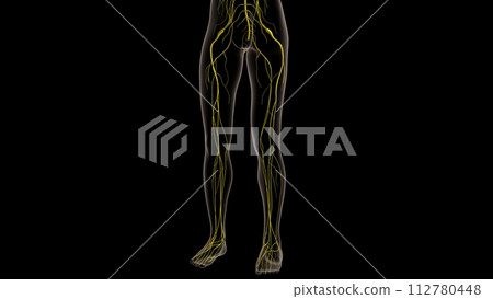 Human nervous system anatomy for medical concept 3D rendering 112780448