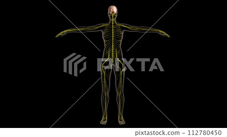 Human nervous system anatomy for medical concept 3D rendering Human nervous system anatomy for medical concept 3D rendering 112780450