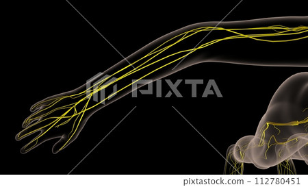 Human nervous system anatomy for medical concept 3D rendering 112780451