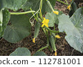 Cucumber green plant growing in a glasshouse 112781001