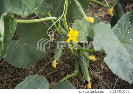 Cucumber green plant growing in a glasshouse 112781001