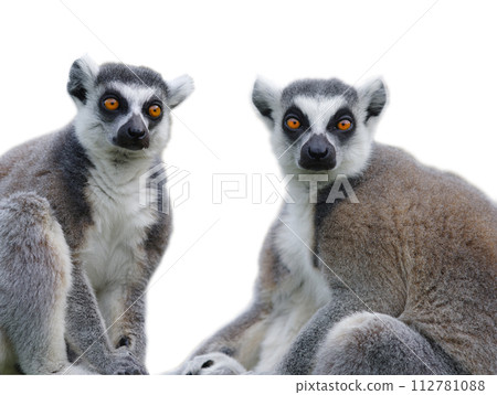 two lemur isolated on white background two lemur isolated on white background 112781088