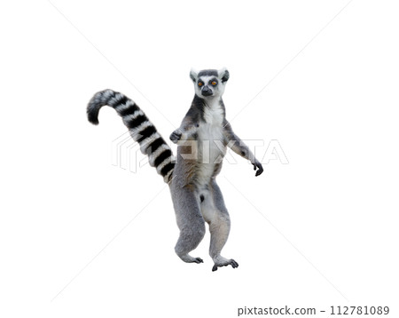 lemur with raised tail isolated on white background lemur with raised tail isolated on white background 112781089