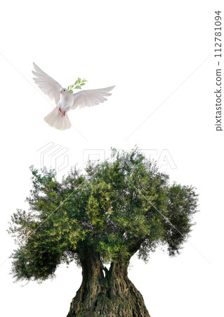 olive tree and white dove flying with olive branch in its beak isolated on white background 112781094