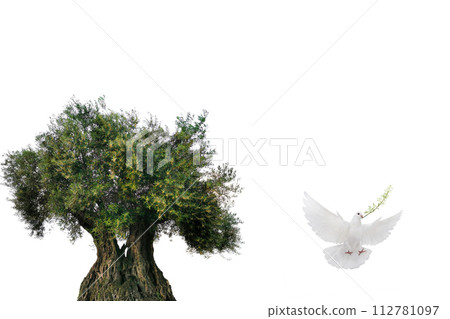 olive tree and white dove flying with olive branch in its beak isolated on white background 112781097