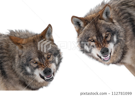 two gray wolf with a grin is isolated on a white background. 112781099