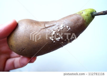 The pear became moldy. A mold or mould. The dust-like, colored appearance of molds is due to the formation of spores containing fungal secondary metabolites. Perishable food products. White background The pear became moldy. A mold or mould. The dust-like, colored appearance of molds is due to the formation of spores containing fungal secondary metabolites. Perishable food products. White background 112781116