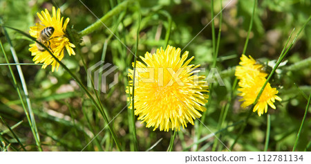 Yellow dandelion flower on a green meadow. Wide photo. 112781134