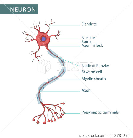 Diagram of Neuron Anatomy vector illustration 112781251
