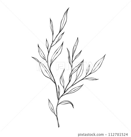vector contour branch and leaves. Elegant illustration for tattoo, wedding decoration. hand drawing monochrome botanical illustration for backgrounds. Template for wedding cards and polygraph, logo vector contour branch and leaves. Elegant illustration for tattoo, wedding decoration. hand drawing monochrome botanical illustration for backgrounds. Template for wedding cards and polygraph, logo 112781524