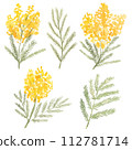 Set of hand drawn watercolor mimosa isolated on white background. Colorful herbal branches, tree leaves for card, invitation, print 112781714
