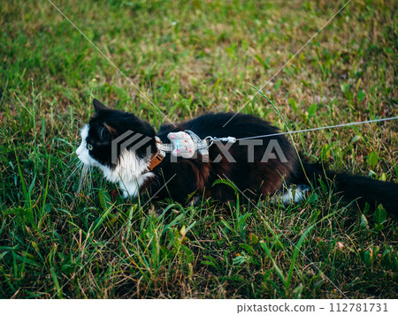 A black and white domestic cat is outdoors, wearing a harness and leash, under the supervision of its owner, explores the grassy area. 112781731