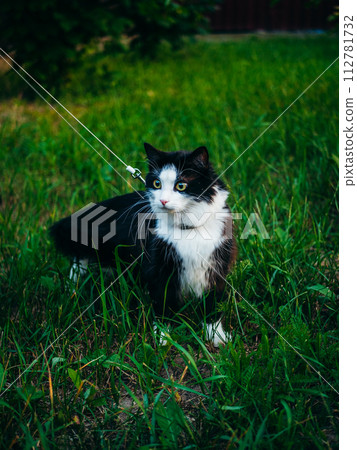 A black and white domestic cat is outdoors, wearing a harness and leash, under the supervision of its owner, explores the grassy area. 112781732