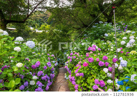 繡球花（六月的矢田寺） 112781936
