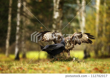 Common buzzard (Buteo buteo ) and common raven Corvus corax. Fight for prey on summer forest meadow. Common buzzard (Buteo buteo ) and common raven Corvus corax. Fight for prey on summer forest meadow. 112782017