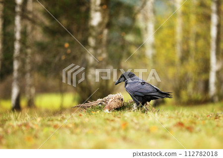 Black common raven approaching dead pheasant laying on the ground Black common raven approaching dead pheasant laying on the ground 112782018