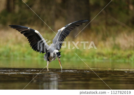 Grey Heron, Ardea cinerea, blurred grass in background. Heron in the forest lake. Animal in the nature habitat, hunting in the water. 112782019