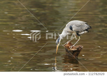 Grey Heron, Ardea cinerea, blurred grass in background. Heron in the forest lake. Animal in the nature habitat, hunting in the water. Grey Heron, Ardea cinerea, blurred grass in background. Heron in the forest lake. Animal in the nature habitat, hunting in the water. 112782020
