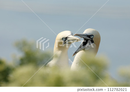 Portrait of pair Northern Gannet (Sula bassana) with light green foreground and light blue sea in background, Life on cliff. Germany 112782021