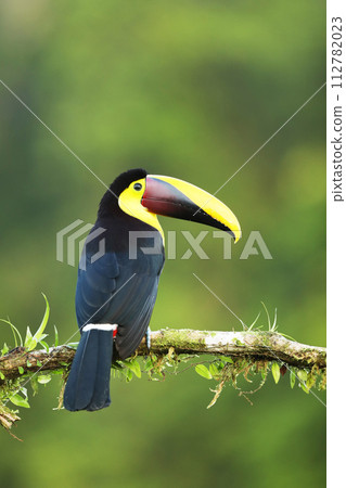 Toucan in the nature. Chesnut-mandibled Toucan sitting on the branch in tropical green lowland forest. Ramphastos ambiguus swansonii 112782023