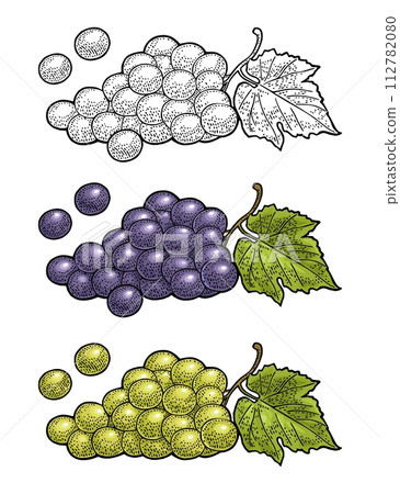 Bunch of grapes with berry and leaves. Vintage engraving vector Bunch of grapes with berry and leaves. Vintage engraving vector 112782080