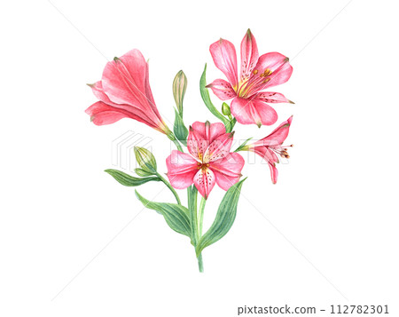 Pink alstroemeria flower. Floral composition. Vintage botanical illustration. Flower head, bud, leaf. Watercolor painting isolated on white background. Alstromeria bouquet. For cards, invitations Pink alstroemeria flower. Floral composition. Vintage botanical illustration. Flower head, bud, leaf. Watercolor painting isolated on white background. Alstromeria bouquet. For cards, invitations 112782301