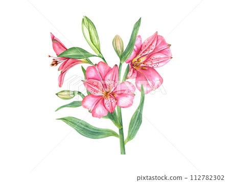 Bright pink tropical flowers. Alstroemeria flower. Vintage botanical illustration. Flower head, bud, leaf. Watercolor painting isolated on white background. Alstromeria bouquet. For cards, invitations 112782302