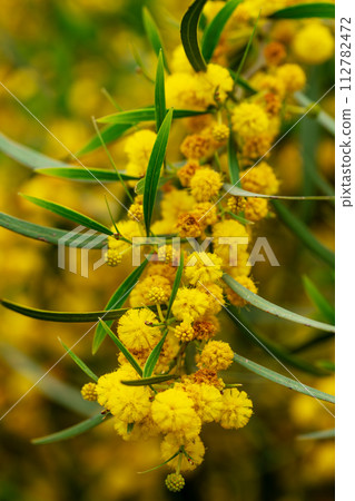 Branch of an Acacia saligna in bloom with yellow flowers outdoors 112782472