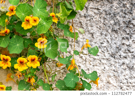 Blooming orange Nasturtium on a concrete wall Blooming orange Nasturtium on a concrete wall 112782477