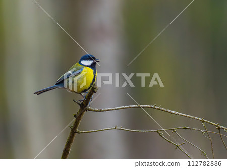 The Great tit - Parus major 112782886