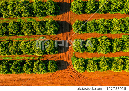 Aerial View Orange Trees Plantation Aerial View Orange Trees Plantation 112782926