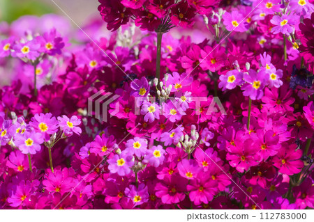 Primrose fills the screen Primrose fills the screen 112783000