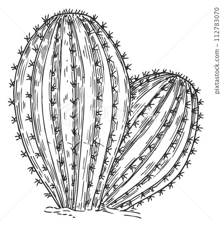 Hand drawn cactus. Growing natural succulent sketch 112783070
