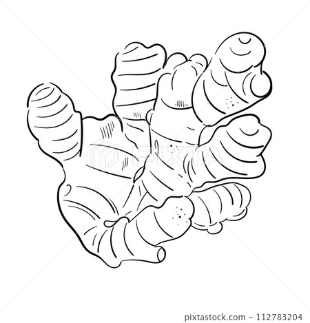Ginger root plant. Hand drawn sketch vector illustration isolated on white. Spicy herbs. Ginger Doodle design cooking ingredient for food. Seasoning spice herb. For menu, book, article, recipe 112783204