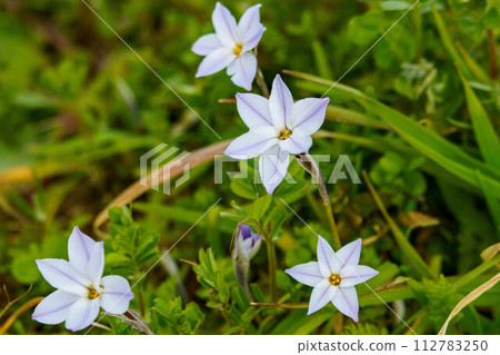 White Hananyla flower White Hananyla flower 112783250