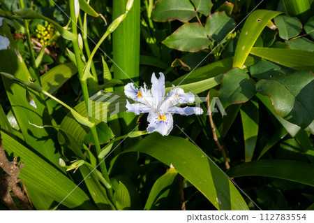 Shaga (scientific name: Iris japonica) Shaga (scientific name: Iris japonica) 112783554
