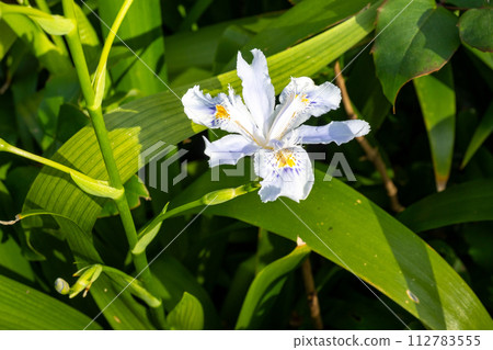 Shaga(學名:Iris japonica) Shaga(學名:Iris japonica) 112783555