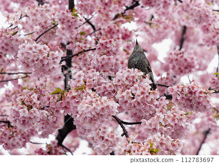 A bulbul on the early-blooming Kawazu cherry blossoms in Hashimoto Park 112783697