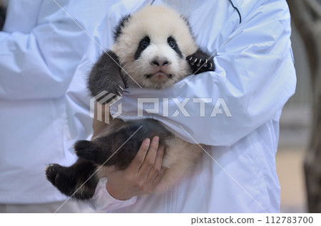 Yohama appears while being held by the staff. 112783700