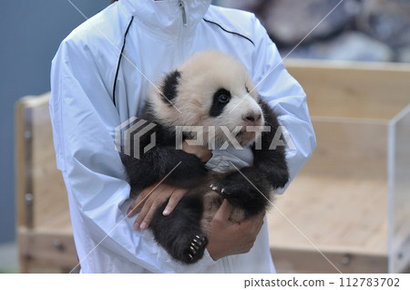 Yohama appears while being held by the staff. 112783702