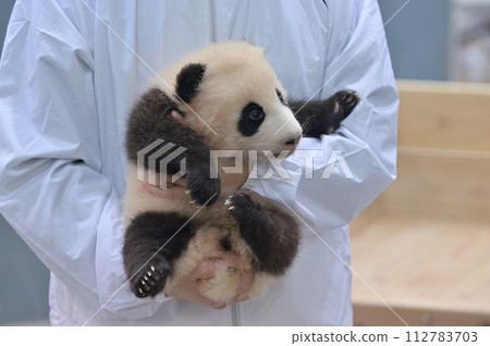 Yohama appears while being held by the staff. 112783703