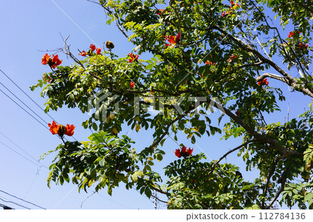 Deigo的花朵 Deigo的花朵 112784136