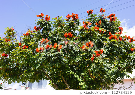 Deigo的花朵 112784139