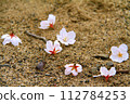 Cherry blossoms petals that fell to the ground 112784253